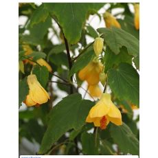 Lamba Çiçeği abutilon Sarı Çiçekli Ağaç Küpesi Fidanı