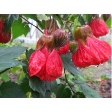 Lamba Çiçeği abutilon Kırmızı Çiçekli Ağaç Küpesi Fidanı