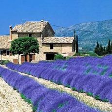 Lavanta Fidanı Lavandula angustifolia 20-25 Cm