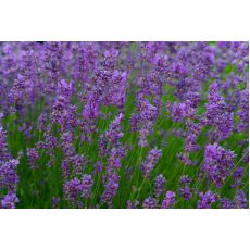 Lavanta Fidanı Lavandula Officinalis 10-15 Cm 10 Adet Fiyatıdır