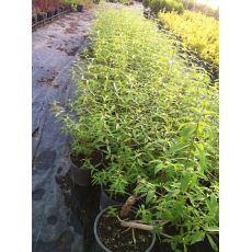 Melisa Çiçeği Limon Otu Aloysia Triphylla 15-25 Cm