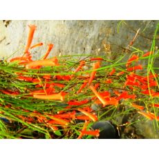 Mercan Çiçeği Ada Mercanı Russelia 50-60 Cm