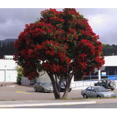 Metrosideros Excelsa Bitkisi