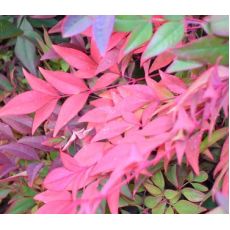 Nandina Cennet Bambusu Domestica Fire Power