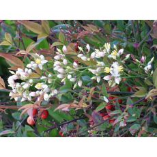 Nandina Cennet Bambusu Domestica Fire Power 30-40 Cm