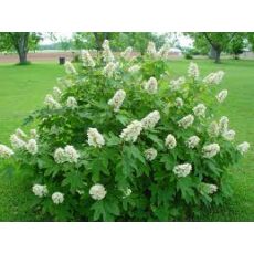 Ortanca Çiçeği Meşe Yapraklı Hydrangea Quercifolia 30-50 Cm