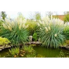 Pampas Otu Cortaderia Selloana 60-80 Cm