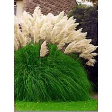 Pampas Otu Cortaderia Selloana 60-80 Cm