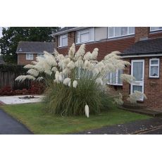 Pampas Otu Cortaderia Selloana 140-160 Cm