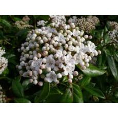 Parlak Yapraklı Kartopu Fidanı Lisidum Viburnum Lucidum 110-130 Cm