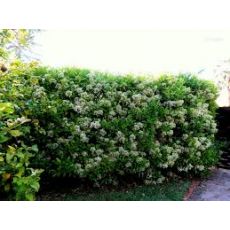 Parlak Yapraklı Kartopu Fidanı Lisidum Viburnum Lucidum 40-60 Cm