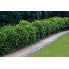 Parlak Yapraklı Kartopu Fidanı Lisidum Viburnum Lucidum 100-120 Cm