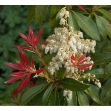 Pieris japonica İthal Alaca Yapraklı 40-60 Cm