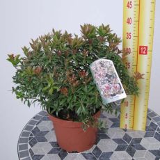 Pieris Japonica İthal 20-30 Cm