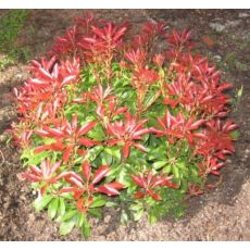 Pieris japonica İthal Alaca Yapraklı 40-60 Cm