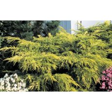 Sabin Ardıcı juniperus sabina 20-30 Cm Çapı