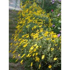 Sarı Papatya Çiçeği Euryops Pectinatus 45 Adet Fiyatımızdır