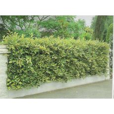 Süs İğdesi İgde Elaeagnus pungens 60-80 Cm