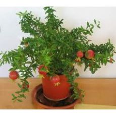 Süs Narı Cüce, Bodur,Minyatür Nar  Punica Granatum Nana 25-30 Cm