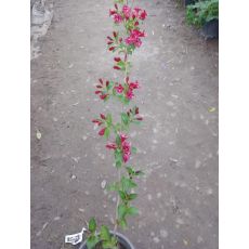 Vangelya Gelin Tacı Weigela Caprifoliacae 30-40 Cm