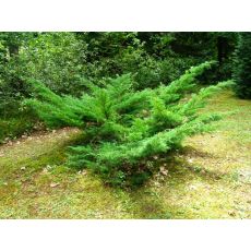 Yatay Ardıç Yatık Ardıç Juniperus horizontalis 15-20 Cm