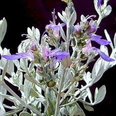 Zeytin Çalısı Teucrium Frutisens 50-60 Cm