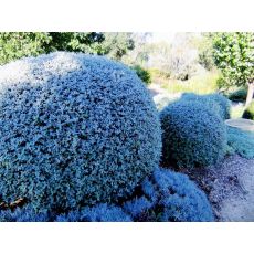 Zeytin Çalısı Teucrium Frutisens 50-60 Cm