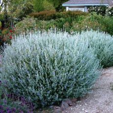 Zeytin Çalısı Teucrium Frutisens 25-30 Cm