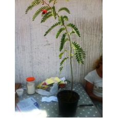 Akasya Ağacı Fidanı Acacia Turuncu Çiçekli 100 Cm