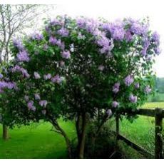 Leylak Fidanı Syringa Vulgaris Çalı Formlu