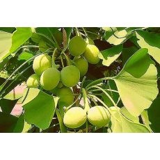 Mabet Ağacı Ginkgo Biloba 40-50 CM