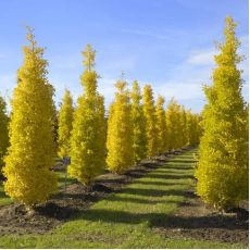 Mabet Ağacı Ginkgo Biloba 40-50 CM