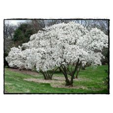 Manolya Yaprak Döken Beyaz Çiçekli Magnolia Stellata ithal 140-160 Cm