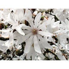 Manolya Yaprak Döken Magnolya İthal Beyaz Çiçekli Magnolya Soulengiana Stella