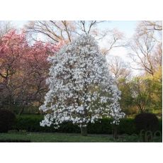 Manolya Yaprak Döken Beyaz Çiçekli Magnolia Stellata ithal 140-160 Cm