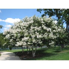 Oya Fidanı Ağacı Çalı Formlu Beyaz Çiçekli Lagerstromia İndica 80-100 Cm