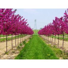 Süs Elması Malus Floribunda 150-175 Cm