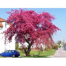 Süs Elması Ağacı Fidanı Malus Floribunda 300 Cm