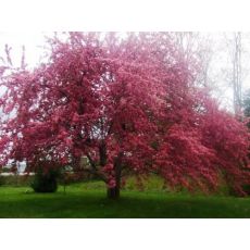 Süs Elması Ağacı Fidanı Malus Floribunda 300 Cm