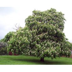 At Kestanesi Ağacı Fidanı Aesculus Hippocastanum