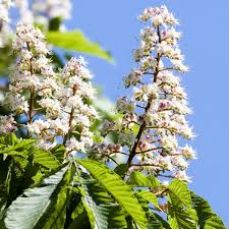 At Kestanesi Ağacı Fidanı Aesculus Hippocastanum