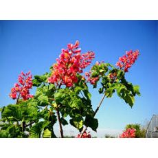 At Kestanesi Ağacı Fidanı Aesculus Hippocastanum