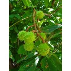 At Kestanesi Ağacı Fidanı Aesculus Hippocastanum