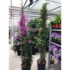 Begonvil Çiçeği Fidanı Gelin Duvağı Çiçeği 250-275 Cm