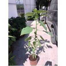 Cennet Borazanı Datura Melek Borazanı Sarı Çiçekli 130-150 Cm