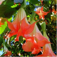 Cennet Borazanı Datura Melek Borazanı Pembe Çiçekli 25-35 Cm