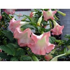Cennet Borazanı Datura Melek Borazanı Pembe Çiçekli 25-35 Cm