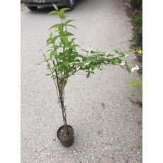 Filbahri Çiçeği Kokulu Philadelphus Coronarius 100-120 Cm