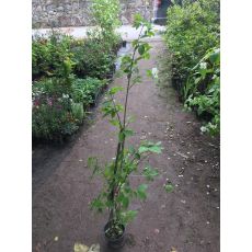 Filbahri Çiçeği Kokulu Philadelphus Coronarius 150-175 Cm