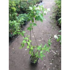 Filbahri Çiçeği Kokulu Philadelphus Coronarius 160-180 Cm